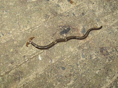 Diversibipalium boehmigi