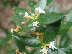 Alyxia ruscifolia