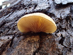 Crepidotus eucalyptorum