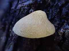 Crepidotus eucalyptorum