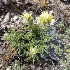 Castilleja angustifolia