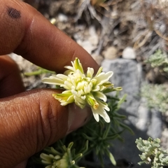 Castilleja angustifolia