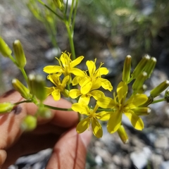 Crepis modocensis