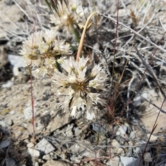 Allium nevadense