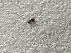 Pheidole obtusospinosa