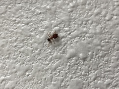 Pheidole obtusospinosa