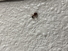 Pheidole obtusospinosa
