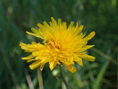 Sonchus maritimus