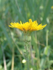 Sonchus maritimus