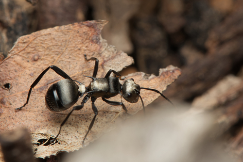 Photo of Daemel's Spiny Ant (Polyrhachis daemeli)