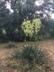 Yucca necopina