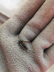 Paranthrene tabaniformis