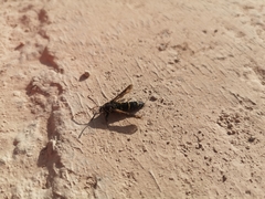 Paranthrene tabaniformis