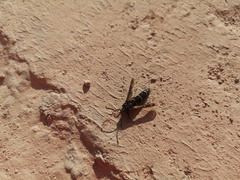 Paranthrene tabaniformis