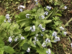 Myosotis sylvatica
