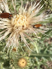 Cirsium cymosum