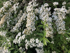 Spiraea