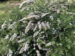 Spiraea