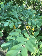 Caragana arborescens