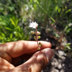 Lithophragma tenellum
