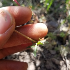 Lithophragma tenellum