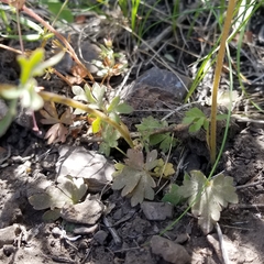 Lithophragma tenellum