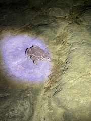 Bufo gargarizans