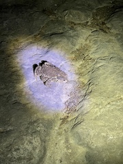 Bufo gargarizans