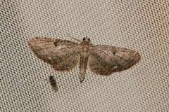 Eupithecia inturbata