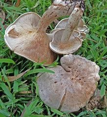 Clitopilus pseudopiperitus
