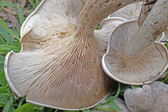 Clitopilus pseudopiperitus