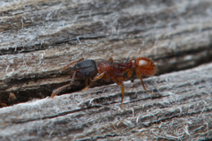 Tetramorium fuscipes