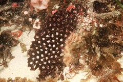 Adeona grisea