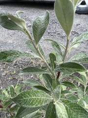 Salix alaxensis