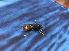 Vespa velutina