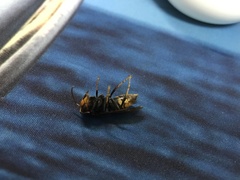 Vespa velutina