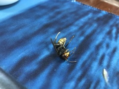Vespa velutina