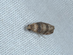 Lobesia arescophanes