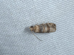 Lobesia arescophanes