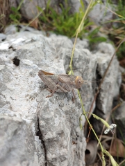 Prionotropis hystrix