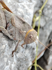 Prionotropis hystrix