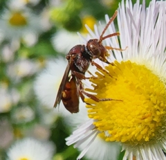 Nomada maculata