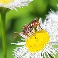 Nomada maculata