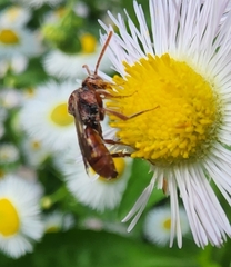 Nomada maculata