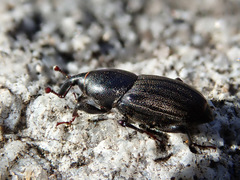 Sphenophorus striatopunctatus