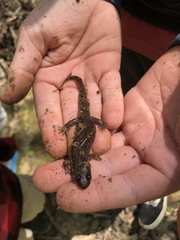 Desmognathus kanawha