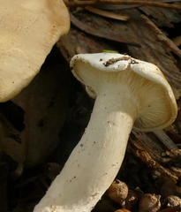 Leucopaxillus cerealis