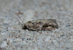 Proteoteras crescentana