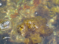 Leathesia marina