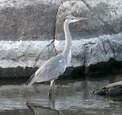 Ardea cinerea